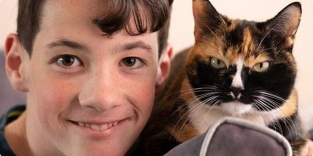 Cats make excellent anxiety-battling companions